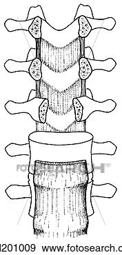 Arquivos de Ilustrações - ligamentos,  espinhal. 
fotosearch - busca 
de ilustrações 
clipeart e desenhos