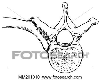 Arquivos de Ilustração - ligamentos,  espinhal. 
fotosearch - busca 
de ilustrações 
clipeart e desenhos