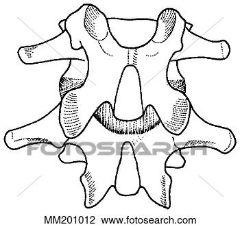 Clip Art - ligamentum,  flavum. 
fotosearch - busca 
de ilustrações 
clipeart e desenhos