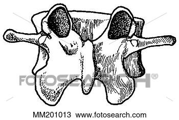 Desenho - lumbar,  vértebra. 
fotosearch - busca 
de ilustrações 
clipeart e desenhos