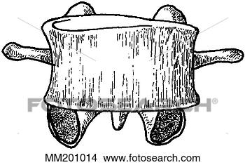 Arquivos de Ilustração - lumbar,  vértebra. 
fotosearch - busca 
de ilustrações 
clipeart e desenhos