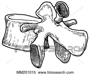 Arquivos de Ilustração - lumbar,  vértebra. 
fotosearch - busca 
de ilustrações 
clipeart e desenhos