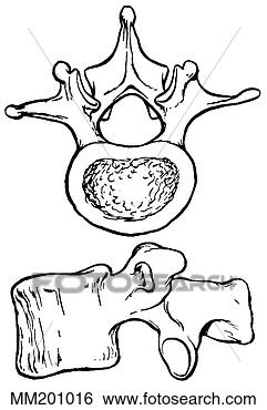 Arquivos de Ilustração - lumbar,  vértebra. 
fotosearch - busca 
de ilustrações 
clipeart e desenhos
