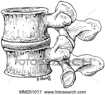 Arquivos de Ilustração - lumbar,  vértebras. 
fotosearch - busca 
de ilustrações 
clipeart e desenhos