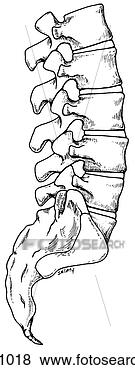 Arquivos de Ilustrações - lumbar,  vértebras. 
fotosearch - busca 
de ilustrações 
clipeart e desenhos