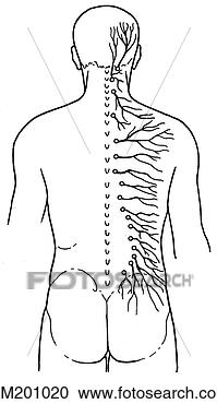 Arquivos de Ilustração - primário,  ramus, 
 posterior. fotosearch 
- busca de ilustrações 
clipeart e desenhos