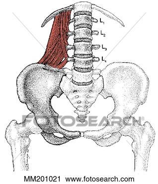 Clipart - quadratus,  lumborum, 
 músculo. fotosearch 
- busca de ilustrações 
clipeart e desenhos