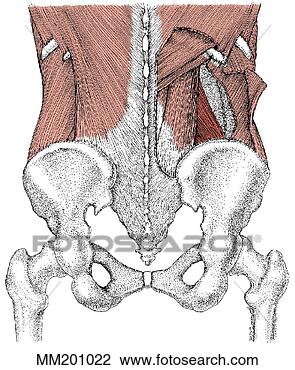 Clip Art - quadratus,  lumborum, 
 músculo. fotosearch 
- busca de ilustrações 
clipeart e desenhos