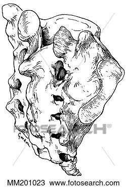 Desenho - sacrum. fotosearch 
- busca de ilustrações 
clipeart e desenhos