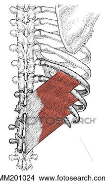 Arquivos de Ilustração - serratus,  posterior, 
 inferior,  músculo. 
fotosearch - busca 
de ilustrações 
clipeart e desenhos
