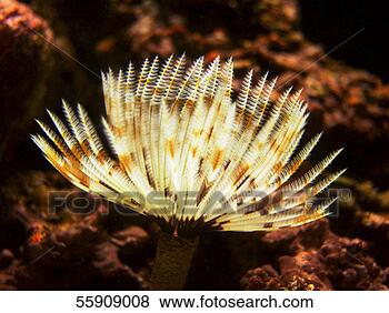 Stock Photo - anemone. fotosearch 
- search stock 
photos, pictures, 
images, and photo 
clipart