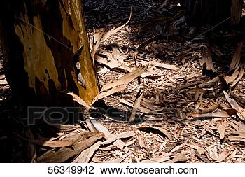 Stock Photo - close-up of the 
bark of a tree, 
 balboa park, 
 san diego. fotosearch 
- search stock 
photos, pictures, 
images, and photo 
clipart