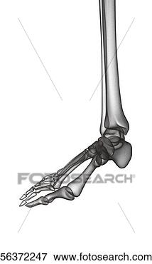 Picture - close-up of the 
bone structure 
of a human foot. 
fotosearch - search 
stock photos, 
pictures, images, 
and photo clipart