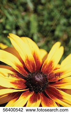 Stock Photo - close-up of brown-eyed 
susan flower. 
fotosearch - search 
stock photos, 
pictures, images, 
and photo clipart