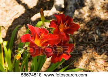 Stock Photo - close-up of red 
and yellow lilies. 
fotosearch - search 
stock photos, 
pictures, images, 
and photo clipart