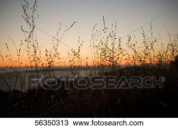 Stock Photo - distant view of 
the ocean through 
sea oats, california, 
usa. fotosearch 
- search stock 
photos, pictures, 
images, and photo 
clipart