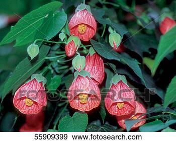 Stock Photograph - flowering maple 
or abutilon. fotosearch 
- search stock 
photos, pictures, 
images, and photo 
clipart
