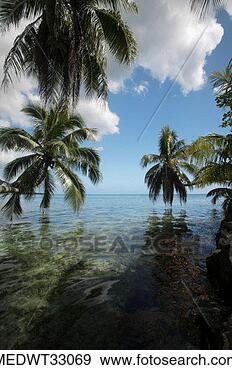 Stock Photograph - french polynesia, 
moorea, palm trees 
on a beach. fotosearch 
- search stock 
photos, pictures, 
images, and photo 
clipart