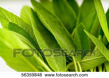 Stock Photo - fresh sage leaves, 
close-up, part 
of, selective 
focus. fotosearch 
- search stock 
photos, pictures, 
images, and photo 
clipart