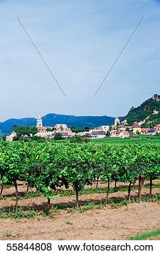 Stock Photo - germany, durnstin, 
view of a vineyard. 
fotosearch - search 
stock photos, 
pictures, images, 
and photo clipart