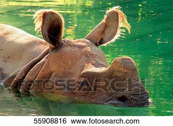 Stock Photo - high angle view 
of a rhinoceros 
in water, africa. 
fotosearch - search 
stock photos, 
pictures, images, 
and photo clipart