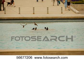 Stock Photo - high angle view 
of birds in a 
pool of water. 
fotosearch - search 
stock photos, 
pictures, images, 
and photo clipart