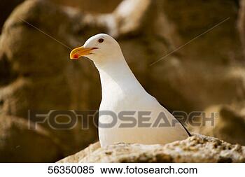 Stock Image - low angle view 
of a seagull, 
la jolla, california, 
usa. fotosearch 
- search stock 
photos, pictures, 
images, and photo 
clipart