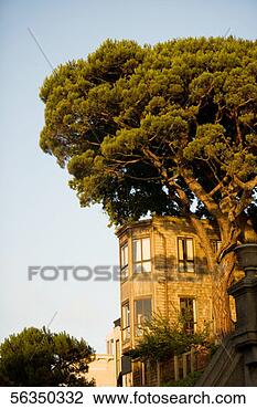 Stock Photo - low angle view 
of a tree outside 
a townhouse in 
san francisco. 
fotosearch - search 
stock photos, 
pictures, images, 
and photo clipart