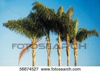 Picture - low angle view 
of palm trees. 
fotosearch - search 
stock photos, 
pictures, images, 
and photo clipart