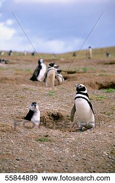 Stock Photograph - magellanic penguin 
and her chick 
with other penguins 
on magdalena. 
fotosearch - search 
stock photos, 
pictures, images, 
and photo clipart