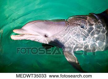 Stock Photo - mexico, isla mujeres, 
bottle-nosed dolphin. 
fotosearch - search 
stock photos, 
pictures, images, 
and photo clipart