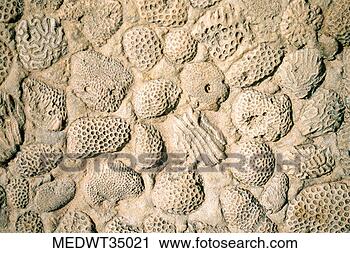 Arquivo de Fotografia - méxico,  yucatan, 
 península,  coral, 
 textura,  fundo. 
fotosearch - busca 
de fotos, imagens 
e clipart