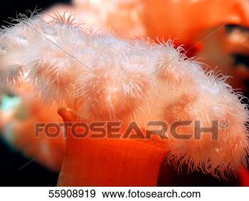 Stock Photograph - orange anemone 
(orange cereactis). 
fotosearch - search 
stock photos, 
pictures, images, 
and photo clipart