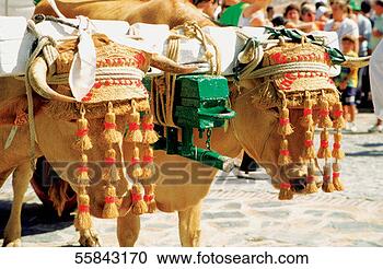 Stock Photography - oxen dressed up 
for celebration 
of virgin mary, 
benalmadena, spain. 
fotosearch - search 
stock photos, 
pictures, images, 
and photo clipart