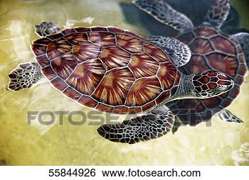 Stock Photo - turtles in water 
on turtle farm 
on grand cayman 
island, caribbean. 
fotosearch - search 
stock photos, 
pictures, images, 
and photo clipart