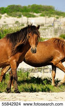 Stock Photo - two horses, close-up. 
fotosearch - search 
stock photos, 
pictures, images, 
and photo clipart