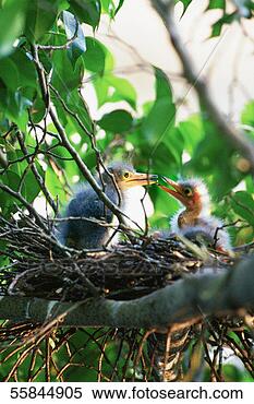 Stock Image - two little green 
heron chicks in 
nest, close-up. 
fotosearch - search 
stock photos, 
pictures, images, 
and photo clipart