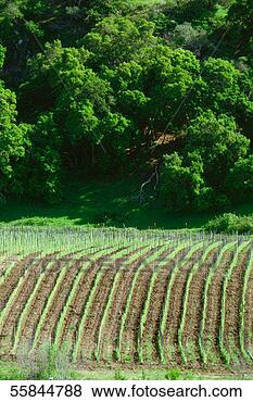 Stock Photo - usa, california, 
cambria, highway 
1, crop in a field. 
fotosearch - search 
stock photos, 
pictures, images, 
and photo clipart