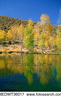 Picture - usa, california, 
inyo national 
forest, lake in 
a forest. fotosearch 
- search stock 
photos, pictures, 
images, and photo 
clipart