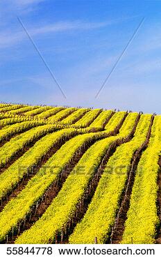 Stock Photo - usa,  california, 
 napa valley, 
 mustard seed 
vineyard,  mustard. 
fotosearch - search 
stock photos, 
pictures, images, 
and photo clipart