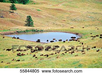 Stock Image - usa,  south dakota, 
 custer state 
park,  group of 
buffaloes grazing. 
fotosearch - search 
stock photos, 
pictures, images, 
and photo clipart