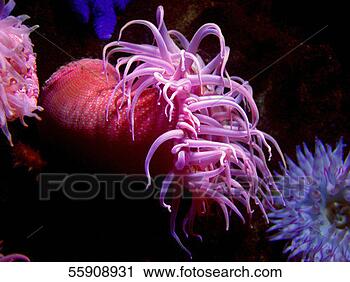 Stock Photography - white spotted 
rose anemone (tealia 
lofotensis). fotosearch 
- search stock 
photos, pictures, 
images, and photo 
clipart