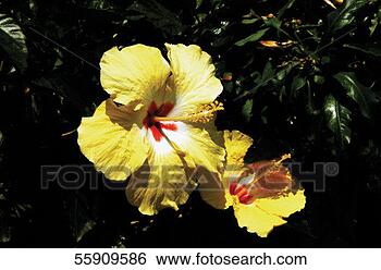 Stock Photo - yellow hibiscus. 
fotosearch - search 
stock photos, 
pictures, images, 
and photo clipart