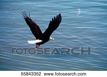 Stock Photo - close-up of a 
bald eagle flying 
over water,  sitka, 
 alaska,  usa. 
fotosearch - search 
stock photos, 
pictures, images, 
and photo clipart