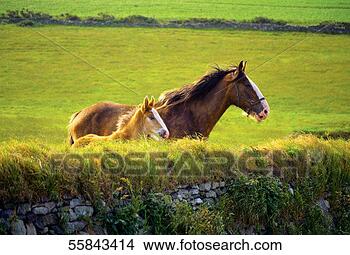 Stock Photo - foal and a mare 
in a farm, isle 
of man, british 
isles. fotosearch 
- search stock 
photos, pictures, 
images, and photo 
clipart