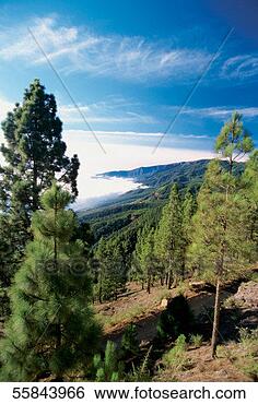 Stock Photo - road to el teide 
volcano, santa 
cruz, tenerife, 
canary islands, 
spain. fotosearch 
- search stock 
photos, pictures, 
images, and photo 
clipart