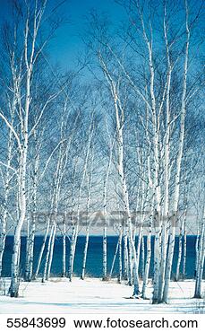Stock Photograph - birch trees on 
the banks of a 
lake,  lake superior, 
 duluth. fotosearch 
- search stock 
photos, pictures, 
images, and photo 
clipart