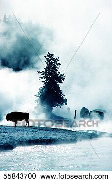 Stock Photography - silhouette of 
buffalos, yellowstone 
national park, 
wyoming, usa. 
fotosearch - search 
stock photos, 
pictures, images, 
and photo clipart