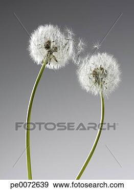Seeds connecting two dandelions
View Large Photo Image Stock Photograph - seeds connecting
two dandelions.
fotosearch - search
stock photos,
pictures, wall
murals, images,
and photo clipart