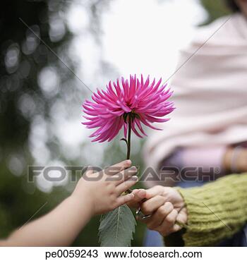 Stock Photo - woman's hand holding 
out flower to 
girl's hand. fotosearch 
- search stock 
photos, pictures, 
images, and photo 
clipart